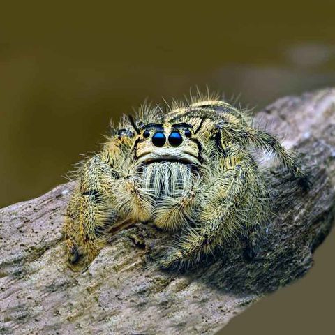 Hyllus diardi (Giant jumping spider) (Heavy jumper) – Scorpo Hunter