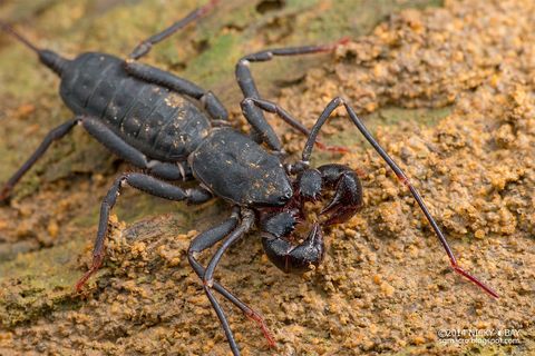 15905020739_41f1e61c54_b