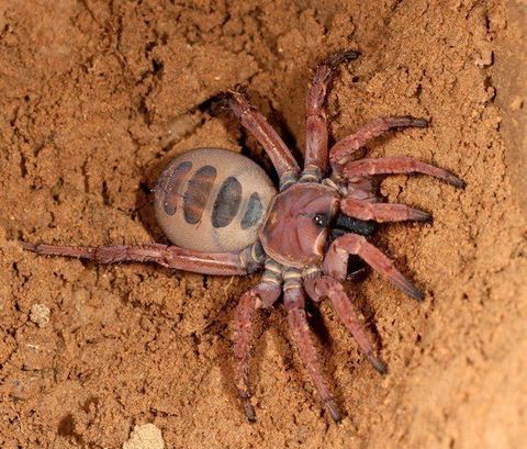 liphistiidae-53044e7c-5b00-4d6a-9053-543e2928e50-resize-750