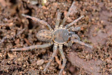 liphistiidae-c8668ba2-a862-4a70-8fba-400409e65bc-resize-750