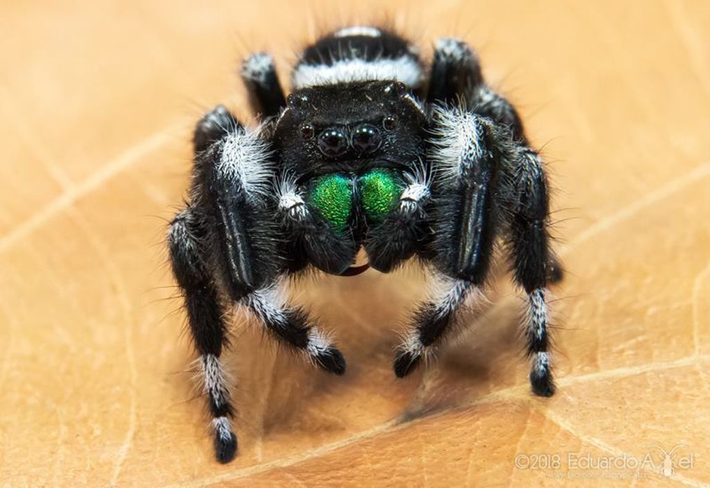 Bold Jumping Spider  Phidippus adax - 40% OFF