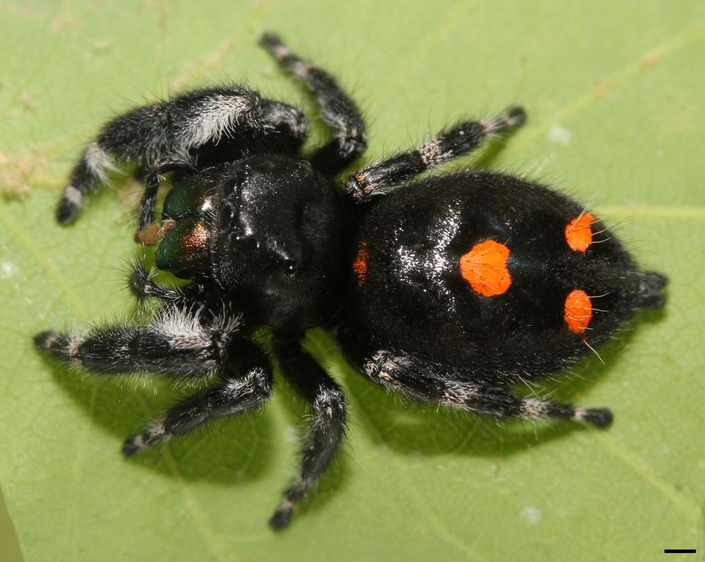 Phidippus_audax_5370