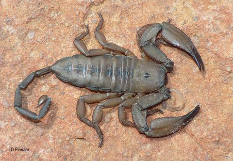 SCO-BUTHIDAE-Hadogenes-torglodytes-FlatRockScorpion-SableHills-Jan2022-LDPienaar