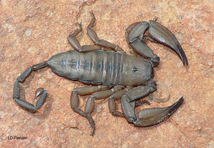 Scorpions – Scorpo Hunter