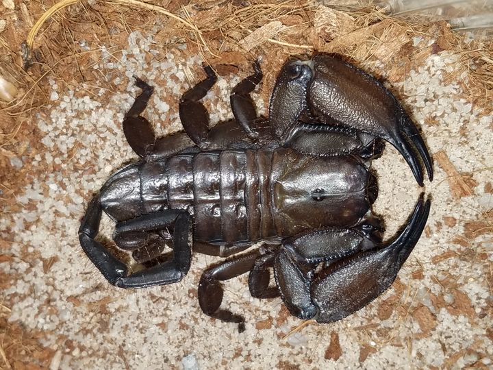 Scorpions – Scorpo Hunter