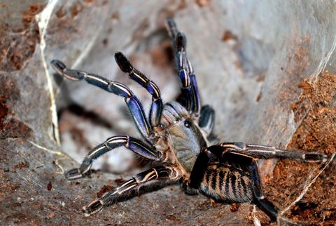 cyriopagopus-albostriatus-ratchaburi-l1-1cm