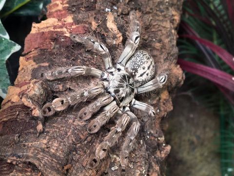 heteroscodra-maculata-adult-female-togo-starburst-tarantula-resting-piece-cork-bark-66424305