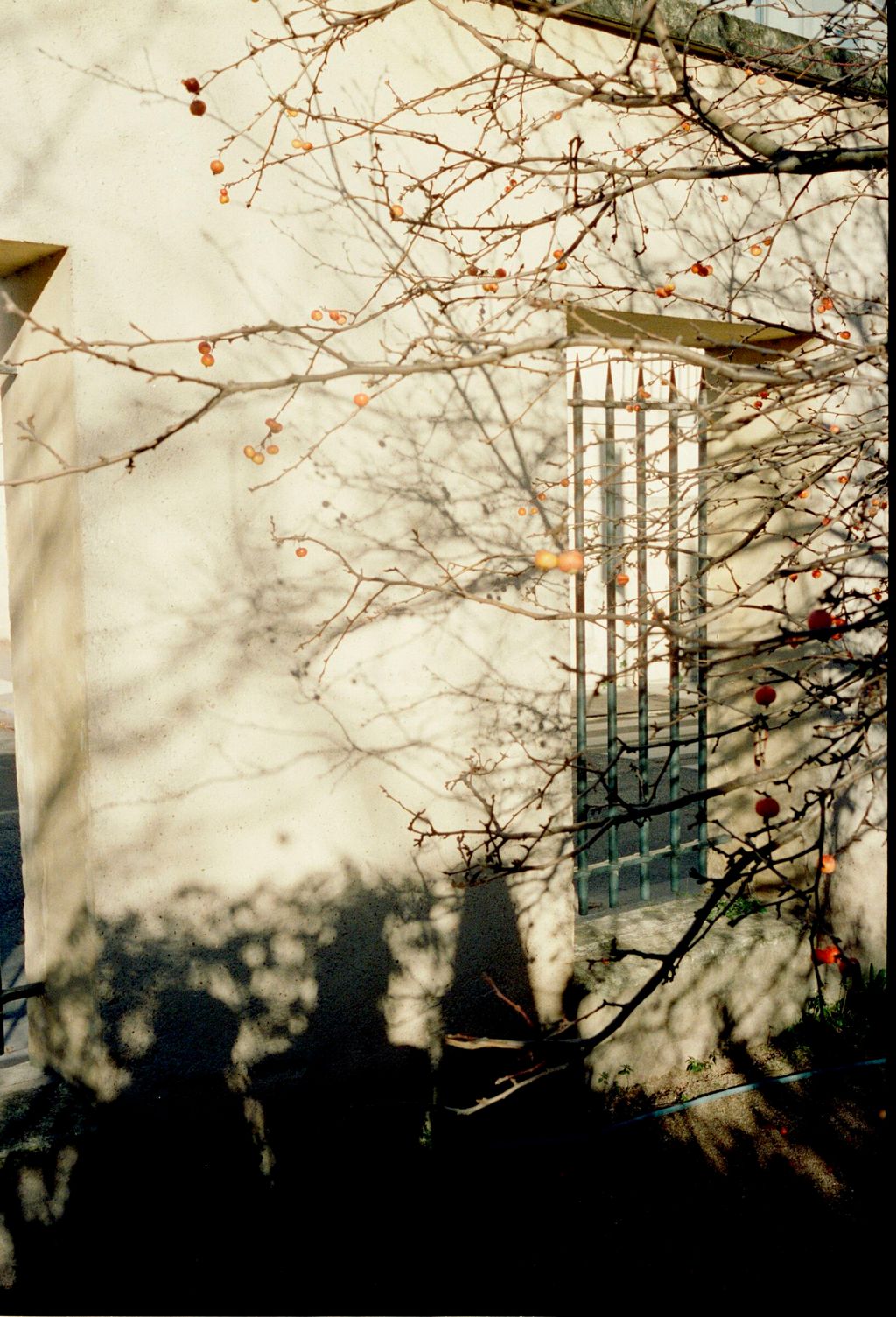 Jardin des Plantes, Chen-Pang Chang, Dec 2025