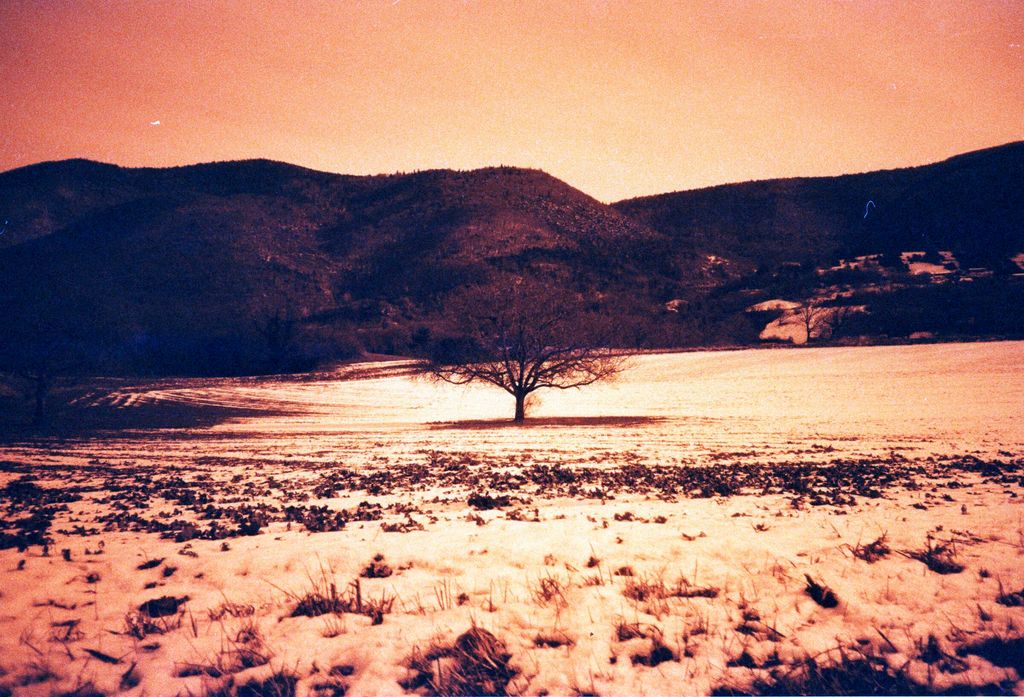 The Tree of Life, You-jia Chen, Jan. 2026