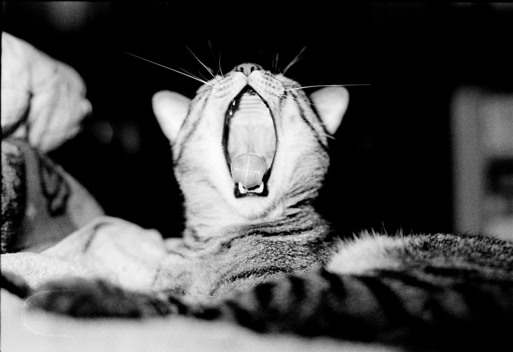 Yawning Awdy, Chen-Pang Chang
