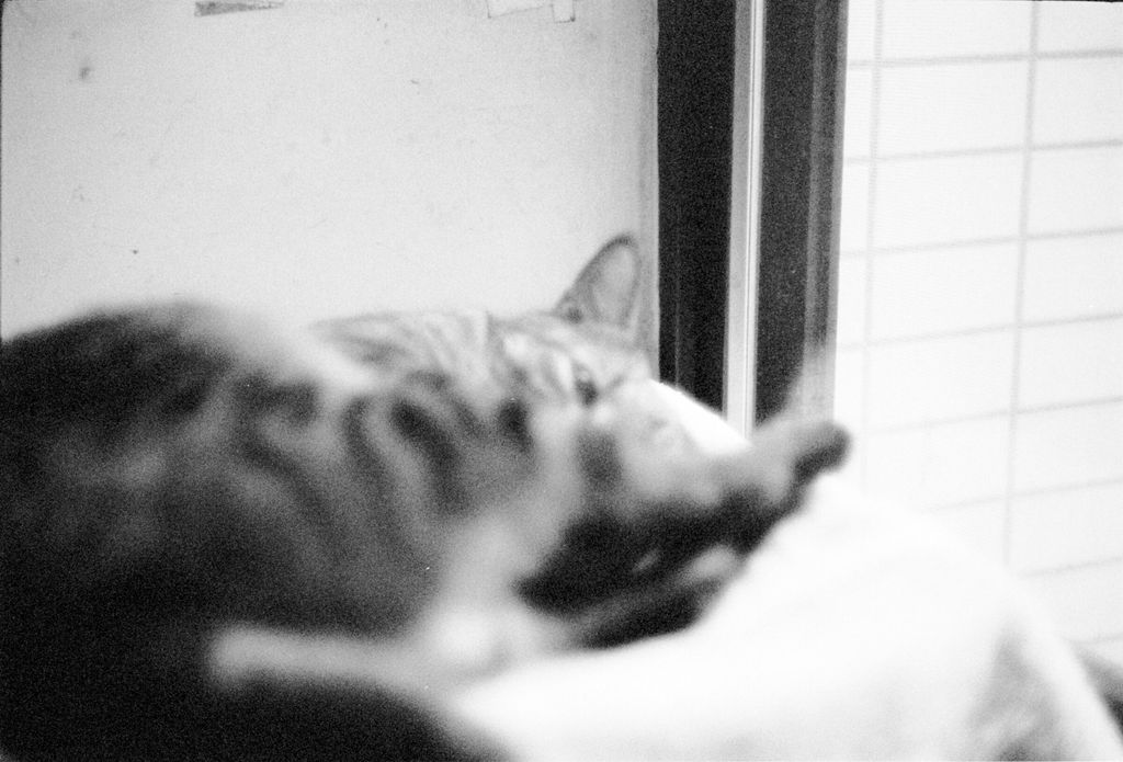 Awdy by the window, Chen-Pang Chang