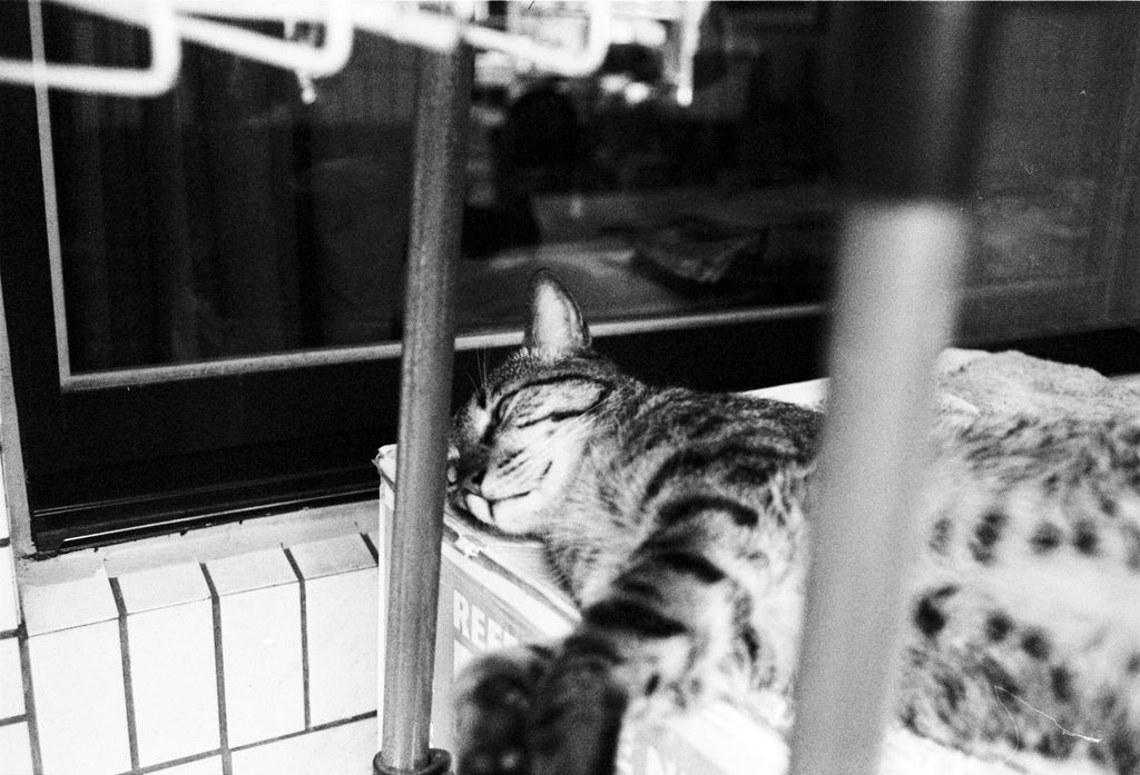 Sleepy Awdy, Chen-Pang Chang