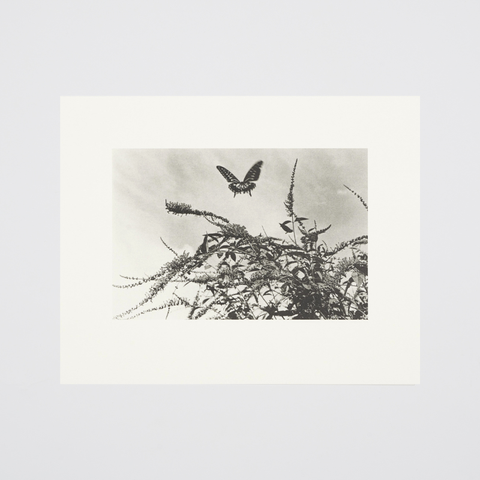 2_000000004533