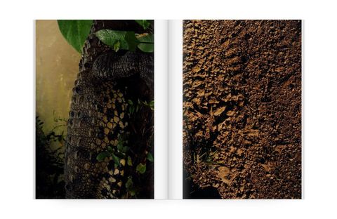 Colin Dodgson《Deeper Green》 – Milkbar Bookstore