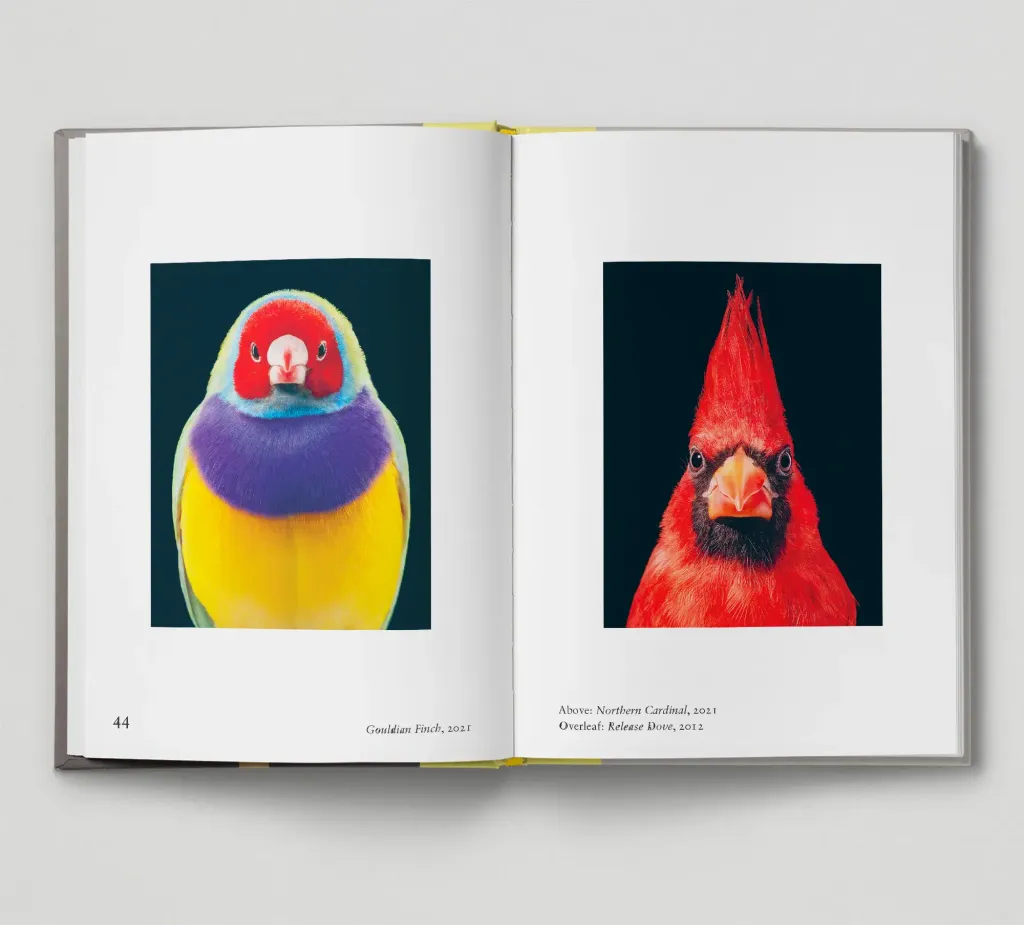 Bird-spread3