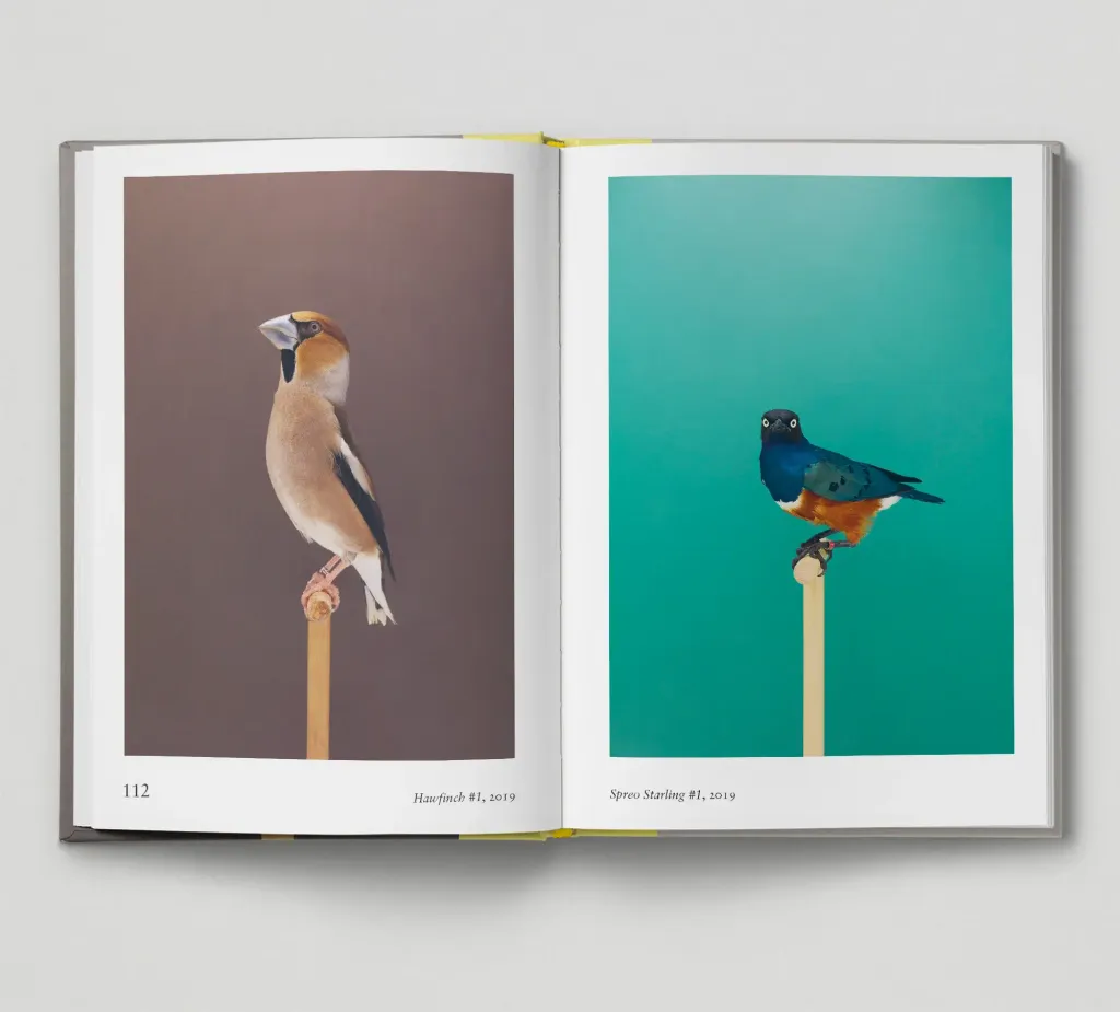 Bird-spread6