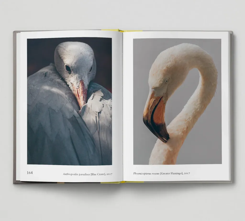 Bird-spread9