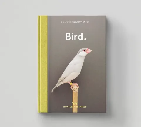 Bird-Cover-2_62bd9f0e-18bf-4383-837c-b03238b594c2
