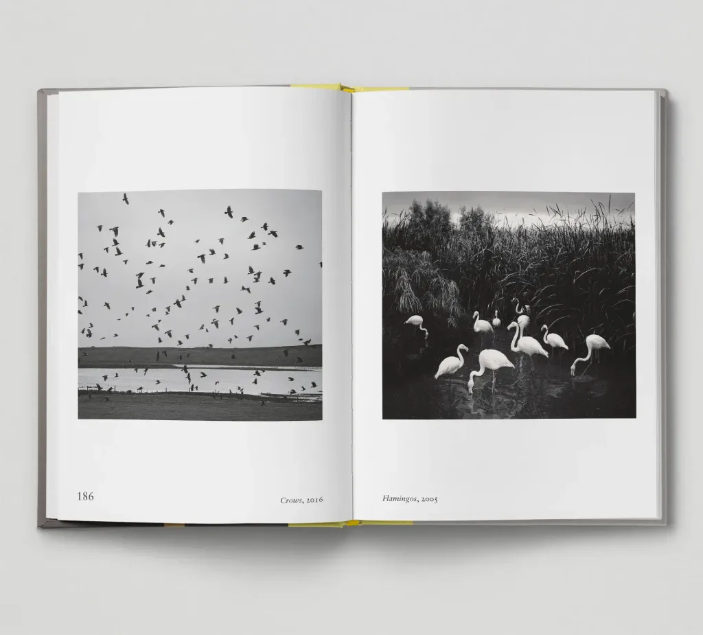 Bird-spread10