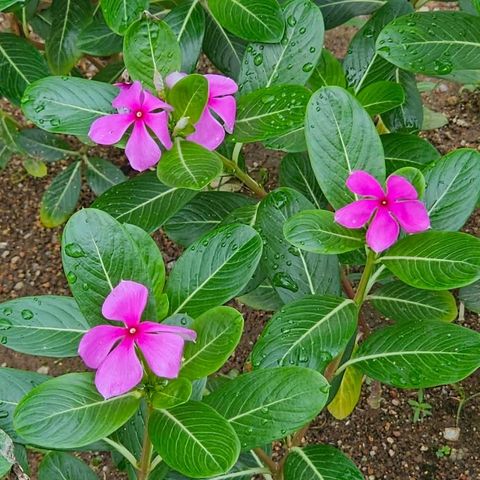 FB_IMG_1764683282565