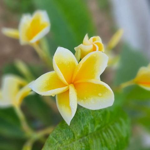 FB_IMG_1764693280521