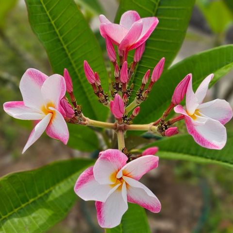 FB_IMG_1764738898648(1)(1)