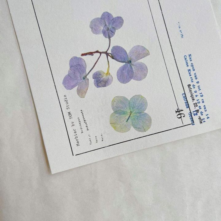 hydrangea1_1080x.jpeg