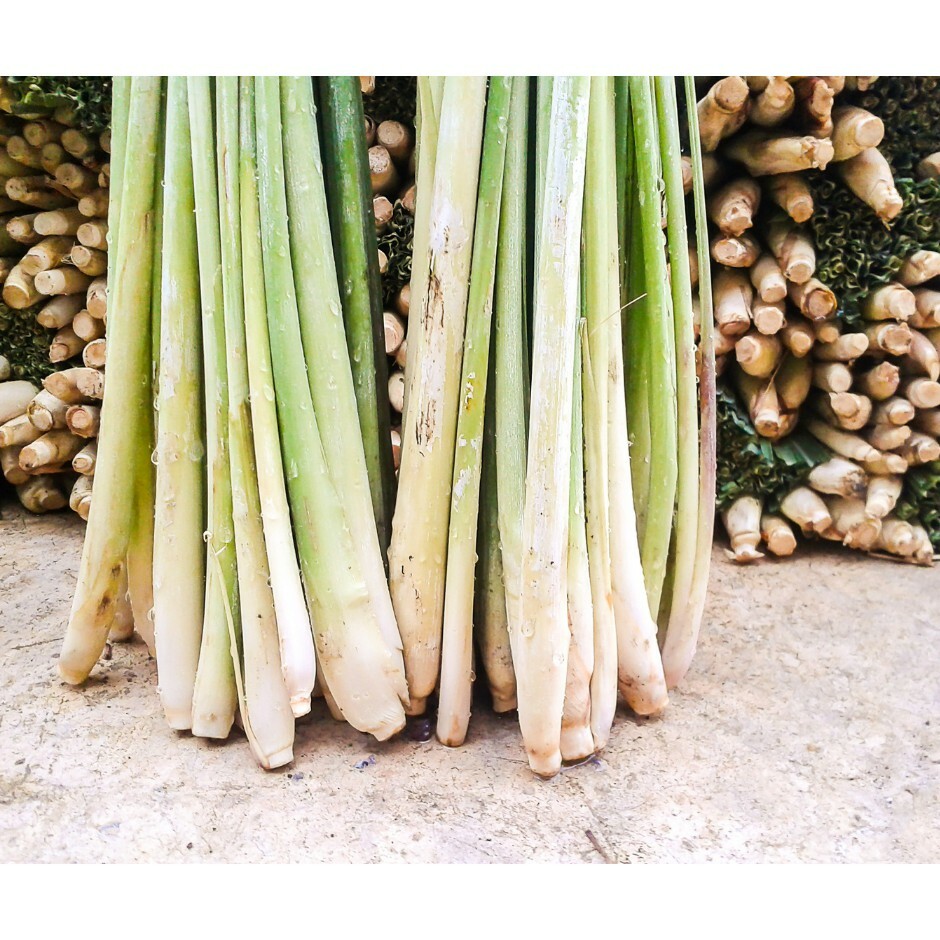 2x Anak Pokok Serai Peha Ayam Peha Gajah Besar Lemon Grass Polibeg Baja Tanah Campuran Gurowin