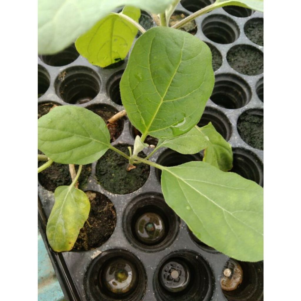Anak Pokok Terung Panjang Ungu Gurowin