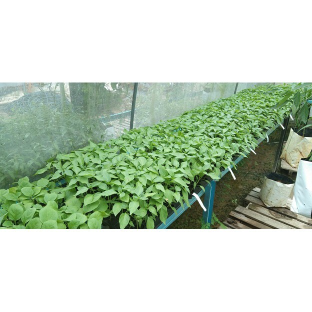 104X ANAK CILI KAMPUNG / SAKATA 508 / CENGIK SIAM / BOLEH CAMPUR 