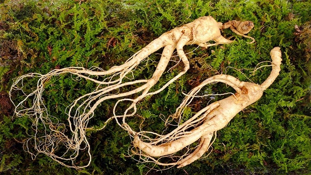 Korean-red-ginseng-reduces-fatigue-without-increasing-heatiness-Chinese-study.jpg