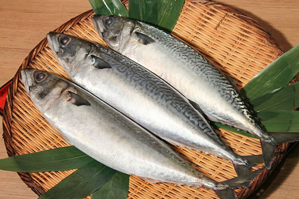 hachinohe-mackerel.jpg