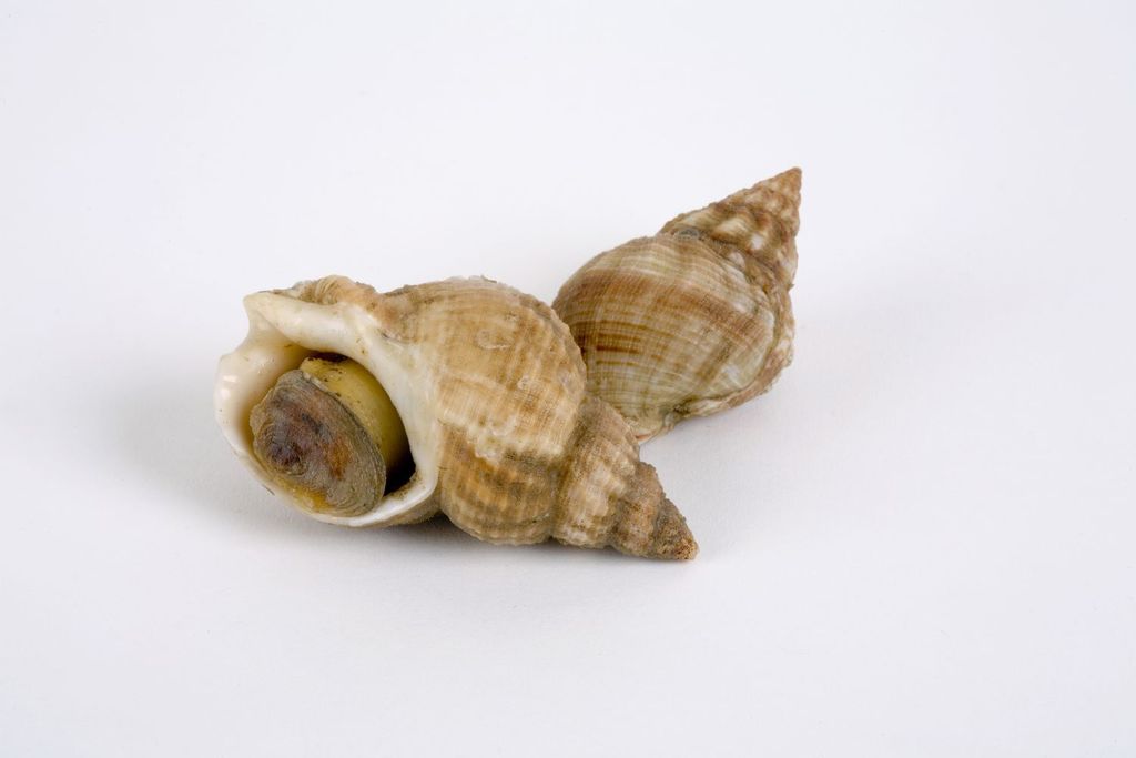 Whelks-57e705ce5f9b586c355ede15