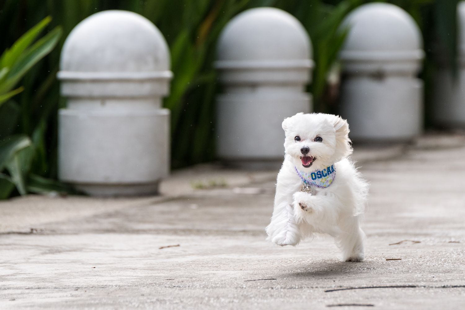 Lattepup Curated Online Pet Store Based In Malaysia