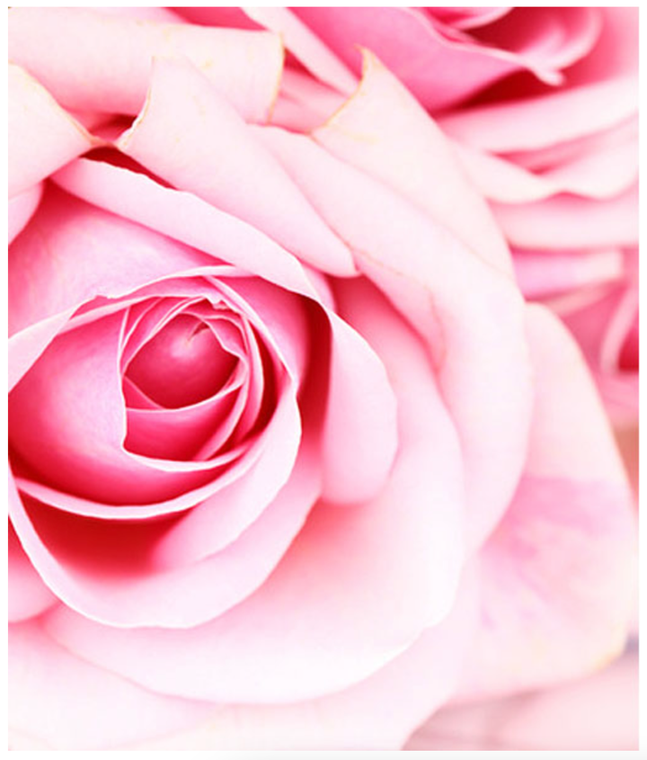 FRESH CUT ROSE