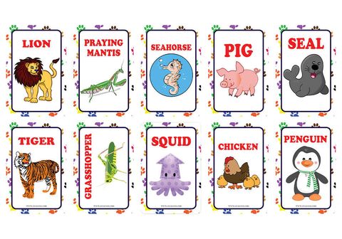 CNSBC1208_main_Zoo_Sea_FarmandPetAnimals_KindsofInsectsLearningCards_4b9fe253-4d0e-401d-8983-b4e4fb1ec1bc