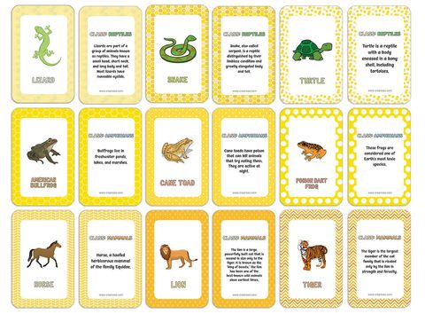 CNSBC1227_main_Reptiles_AmphibiansandMammalsLearningCards_13beb2d9-a90d-4148-bed4-922c79cecc43