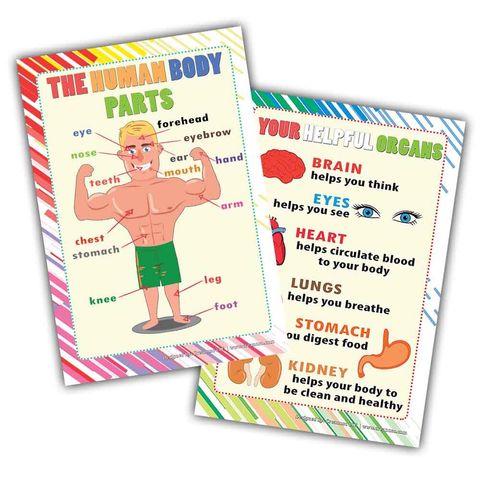 CNSPT2008_D1_The Human Body Educational Learning Posters