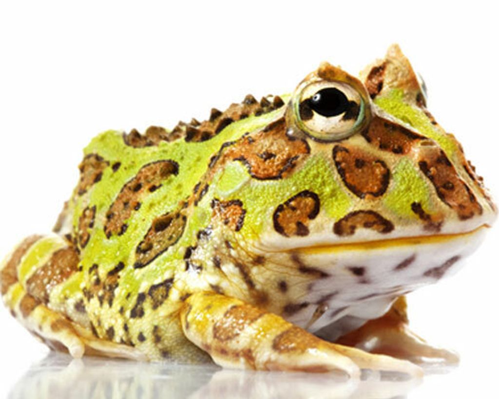 green-pacman-frog.jpg