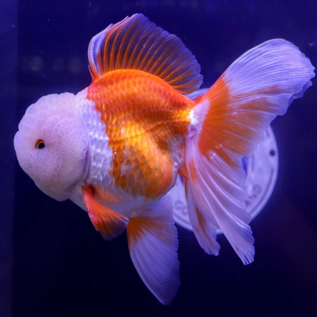 Goldfish-Oranda-X-Large.jpg