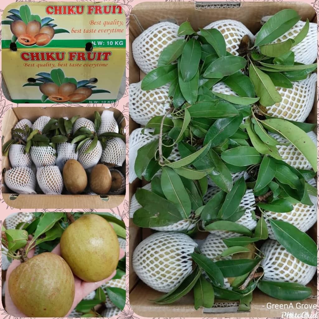 Vietnam Premium Chiku Sapodilla:Noseberry:Mudapples.jpeg