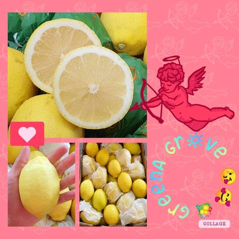 South Africa Premium Fresh Lemons.jpeg