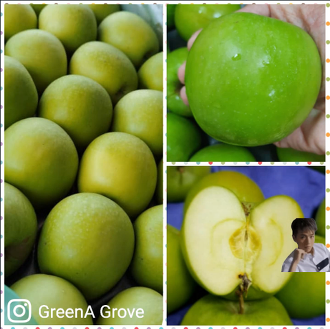 South Africa Premium Granny Smith Green Apples.png