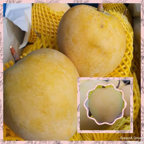 Thailand Premium Mango R2E2 (Golden Apple).jpeg