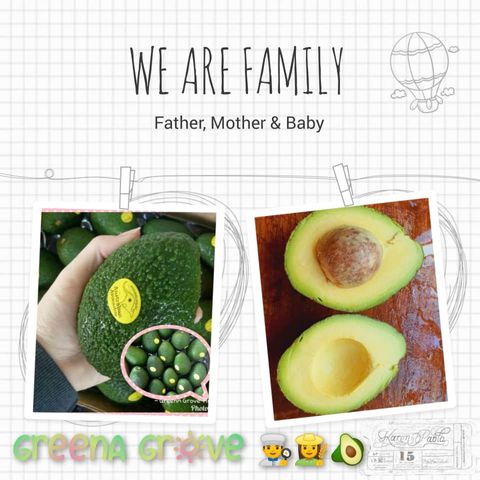 Australia Premium Hass Avocados.jpeg