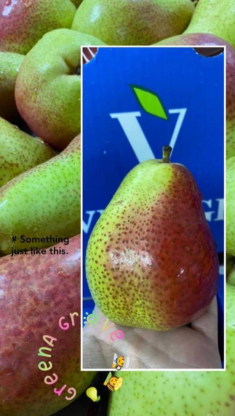South Africa Premium Forelle Pears.jpeg