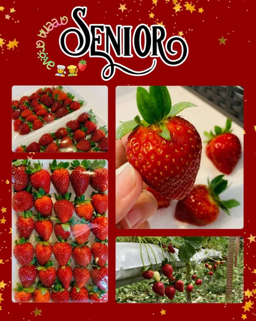 Cameron Highlands Fresh Hand-Picked Strawberries.jpeg