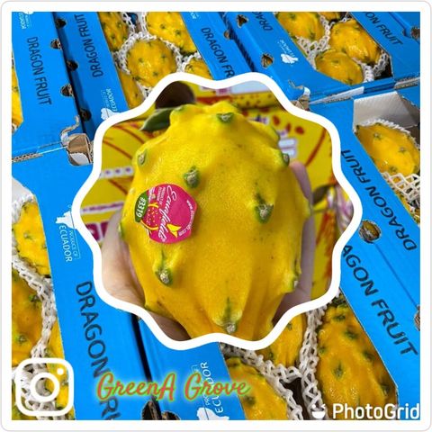 Ecuador Premium Pitahaya Yellow Dragon Fruit.jpeg