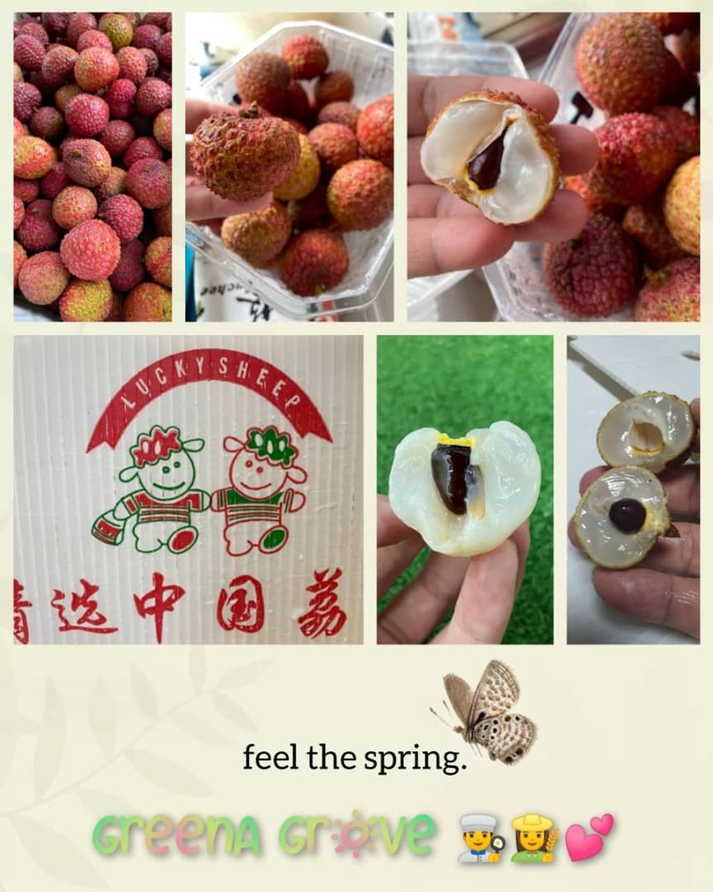 China Fresh Sweet Premium Chicken Mouth Lychee Ji Zui 鸡嘴荔枝.jpeg