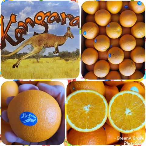 Australia Premium Sweet Navel Oranges.jpeg